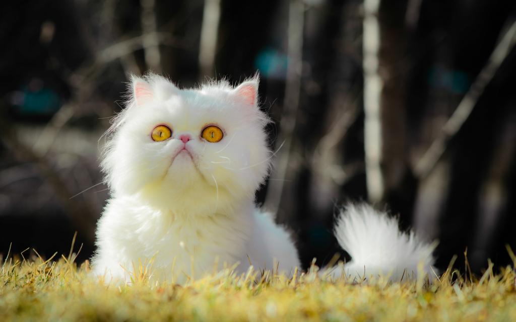 猫,黄色的眼睛,散景,眼睛,草,黄色的眼睛,草,眼睛,散景,猫