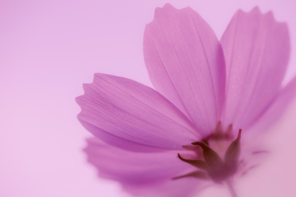 粉红色的花朵特写摄影高清壁纸