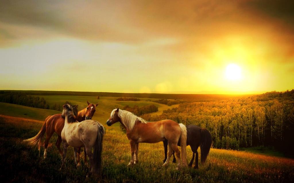 在太阳下的四匹马设置高清壁纸