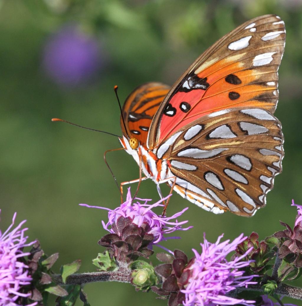 贝母蝴蝶栖息在紫色豹花特写摄影高清壁纸