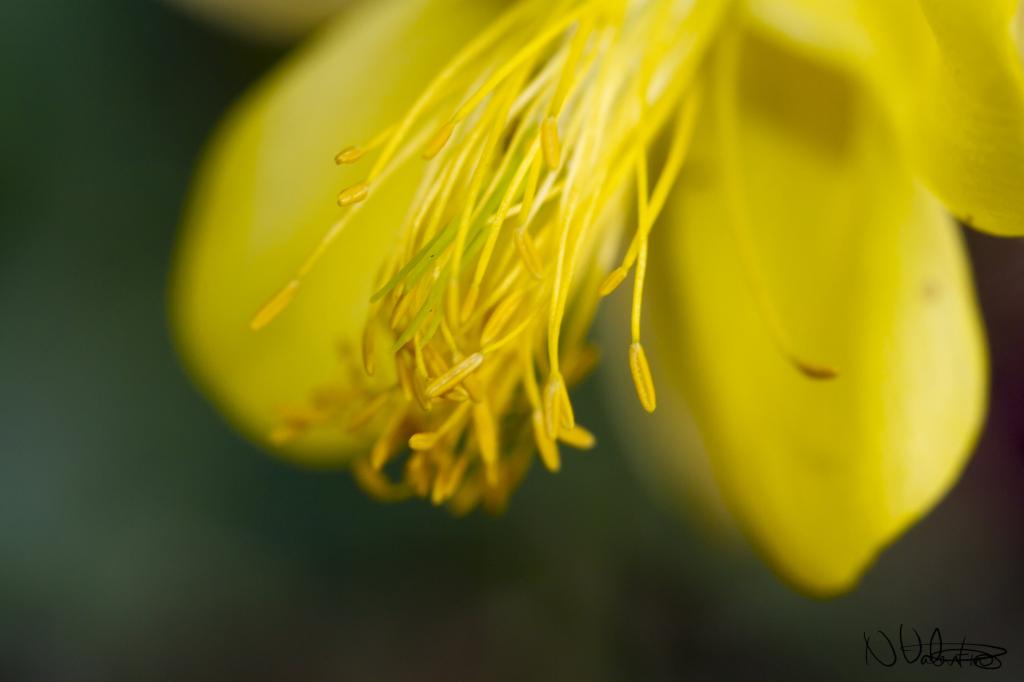 黄色petaled花HD wallpaper特写镜头摄影