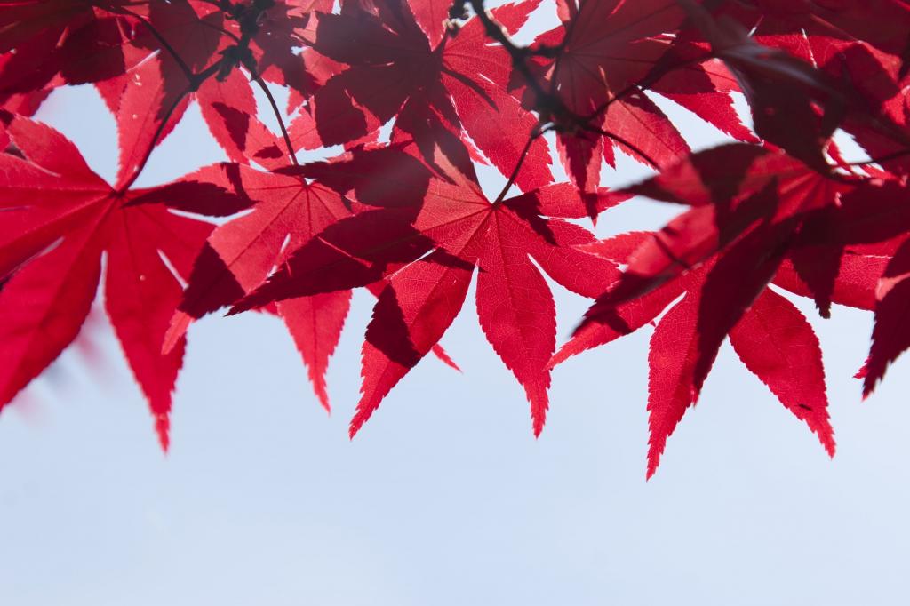 红枫叶选择性焦点摄影叶高清壁纸