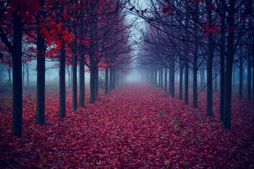 雾,树,秋天,叶子