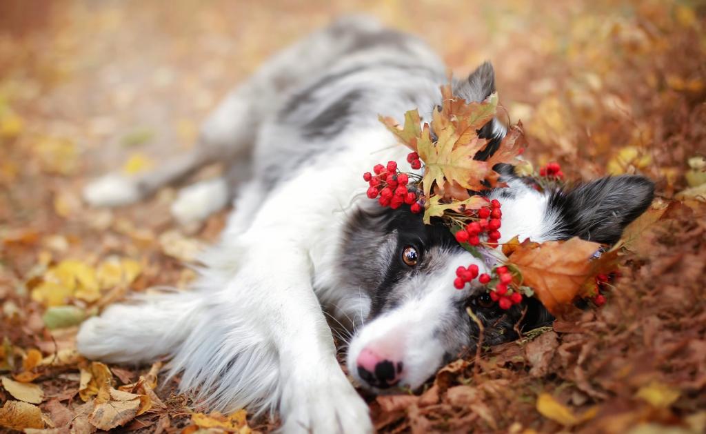自然,秋天,狗
