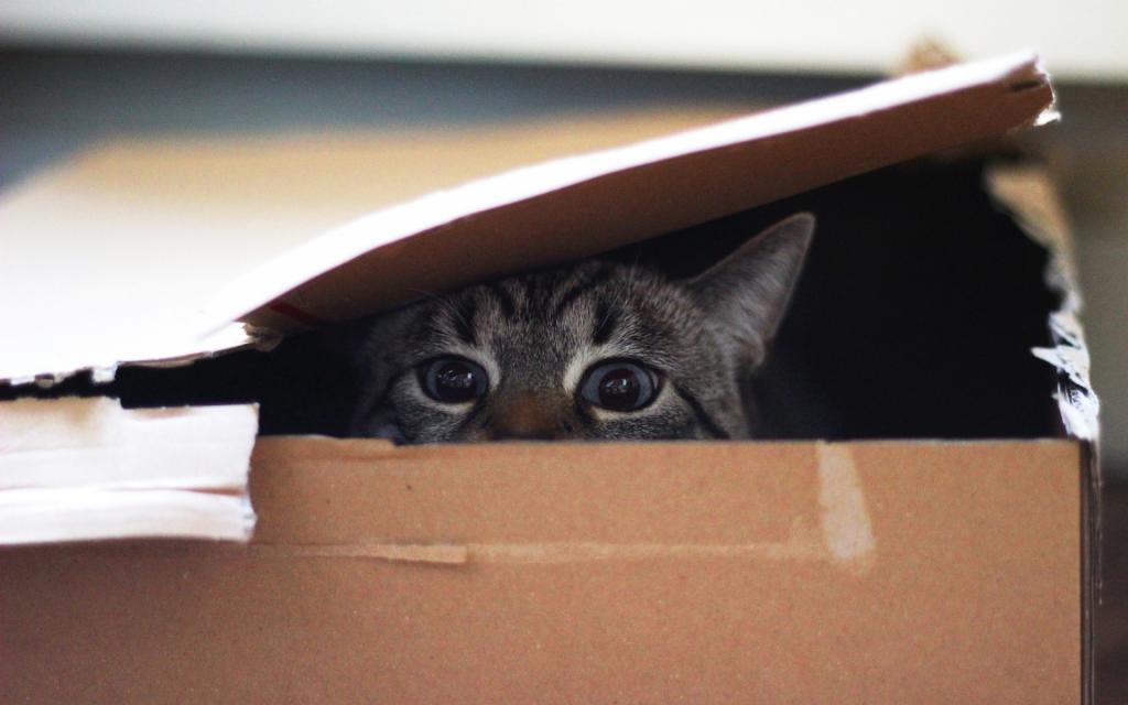 盒子,看,眼睛,猫