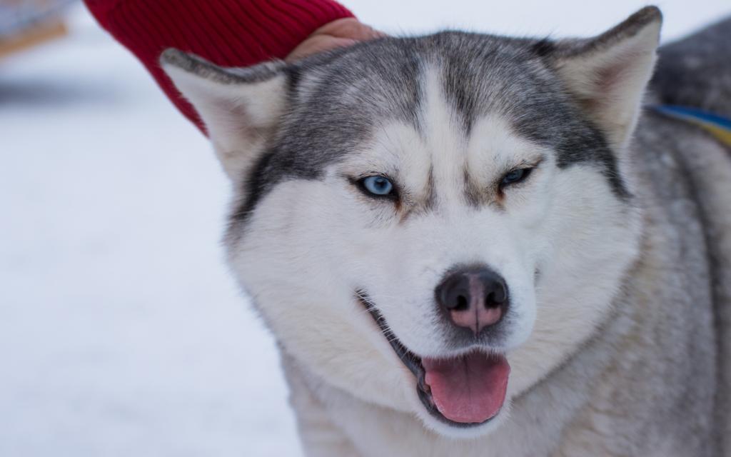 雪,狗,白色,西伯利亚,哈士奇