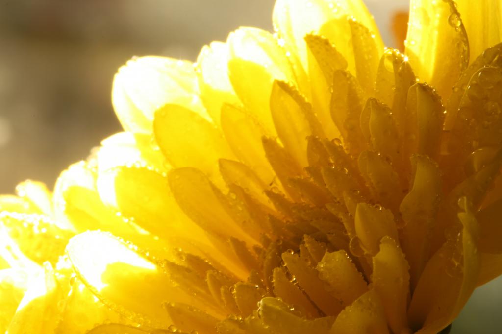 黄色petaled花HD wallpaper特写镜头摄影