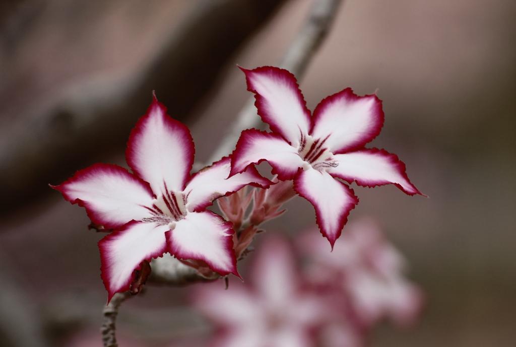 两个粉红色和白色的petaled花朵高清壁纸