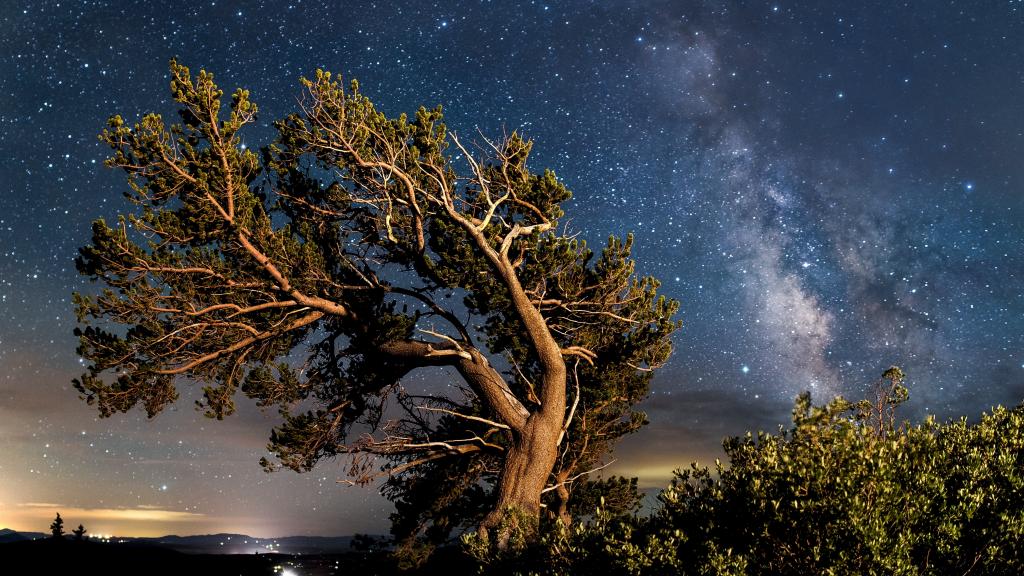 褐色的倾斜的树照片在夜间,bristlecone松高清壁纸