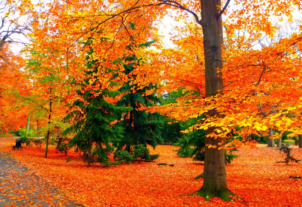 秋天,公园,树木,长凳,跟踪,叶子