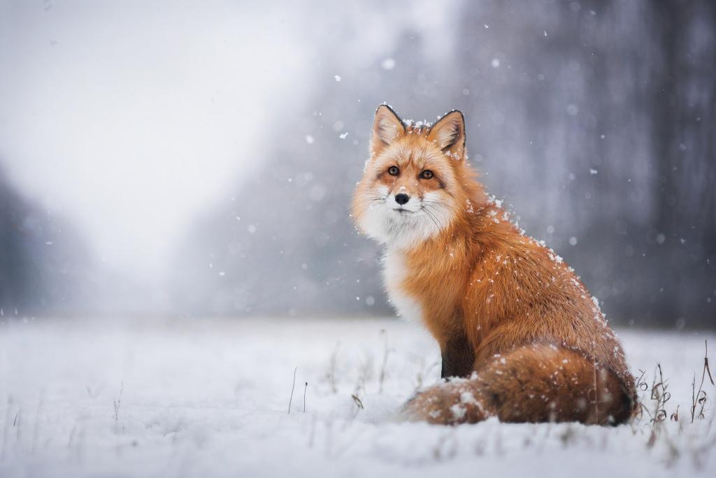 冬天,雪,狐狸,狐狸