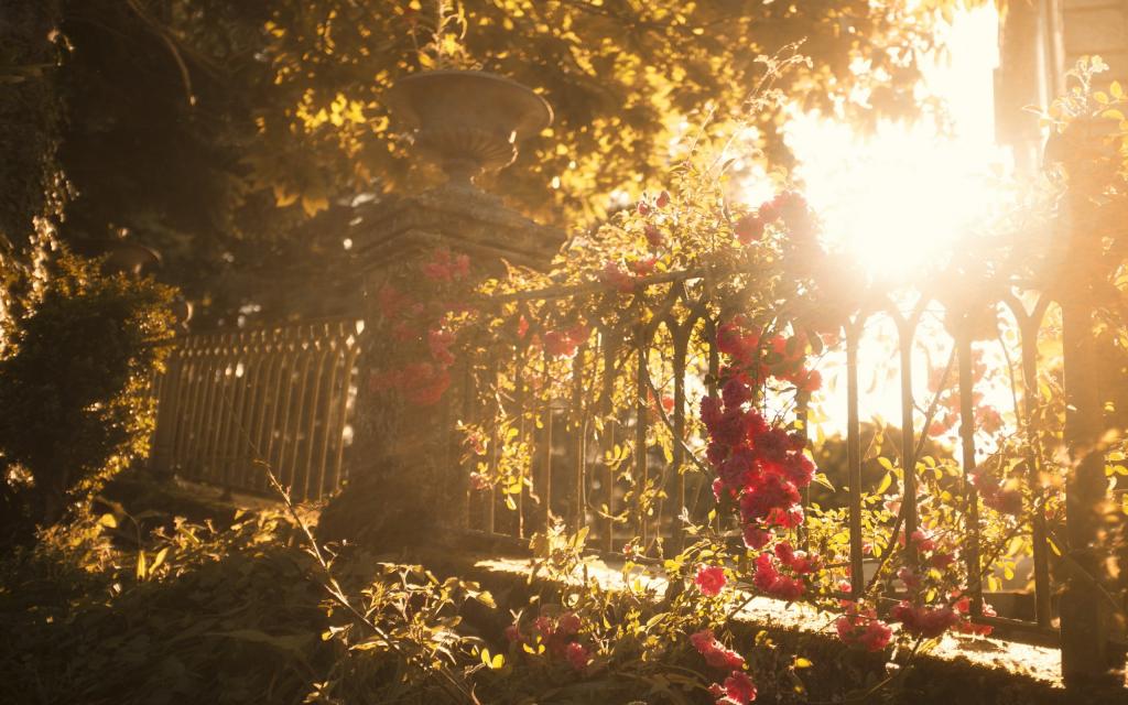 夏天,围栏,光,鲜花,性质