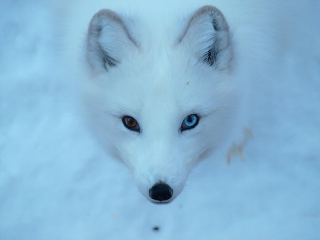 白狼,北极狐高清壁纸的照片