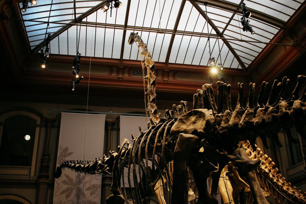 骨架,恐龙,博物馆