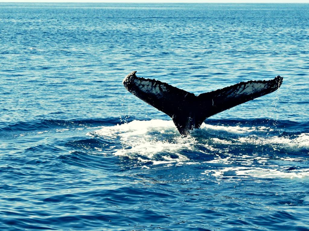 在白天的身体的黑水鲸鱼的尾巴,驼背高清壁纸