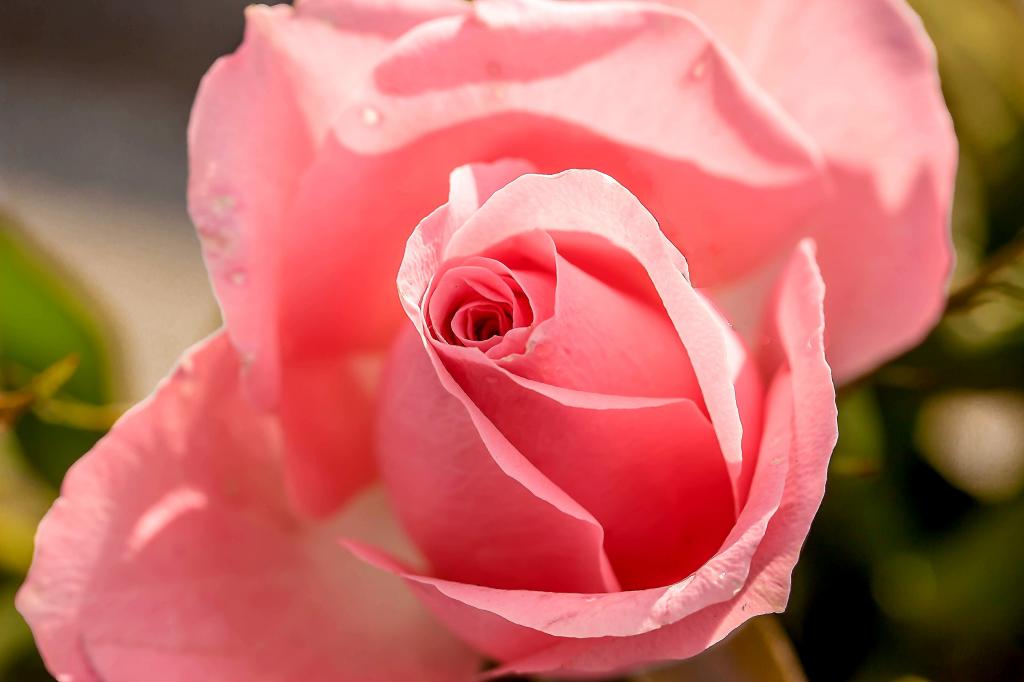 浅焦点摄影的粉红色玫瑰高清壁纸
