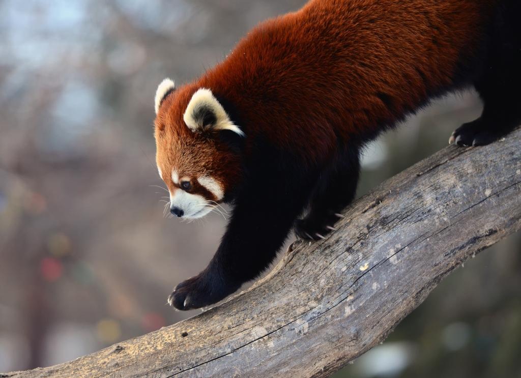 背景,红熊猫,firefox,树