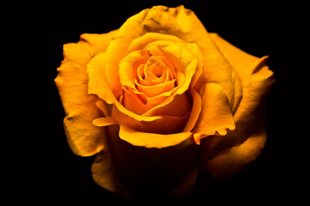 黄色玫瑰剪影摄影,naranja高清壁纸