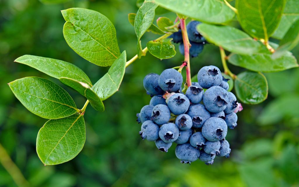 浆果,浆果,蓝莓,蓝莓,新鲜