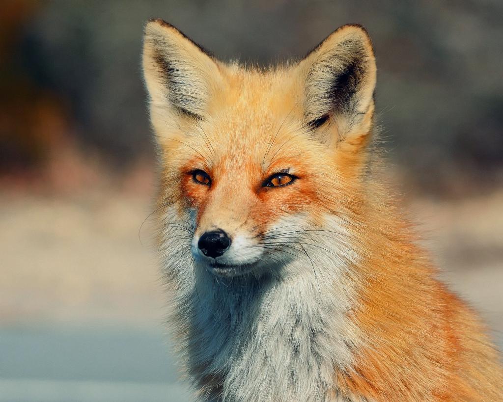 看,狐狸,眼睛
