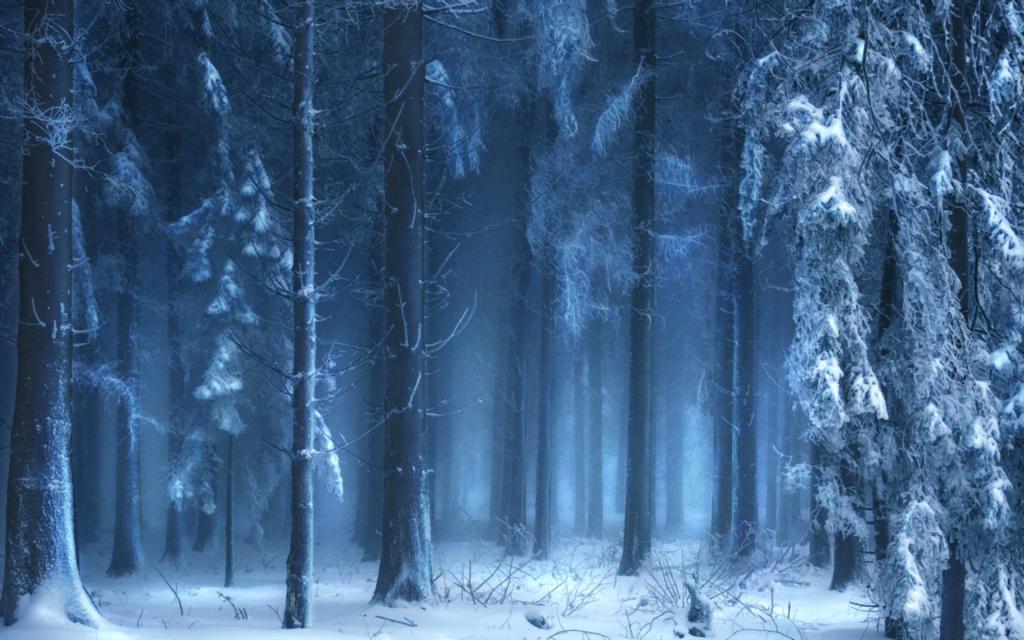 雾,自然,森林,冬天