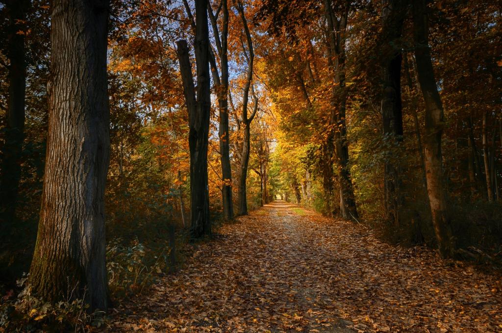 道路,树木,秋天,森林,叶子