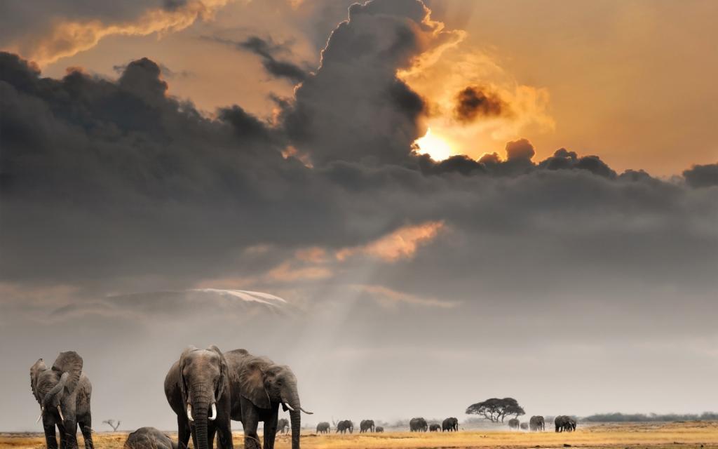 云,天空,太阳,田野,牛群,萨凡纳,非洲,大象