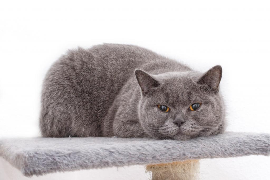 灰色的毛皮地毯上的灰色猫地毯高清壁纸
