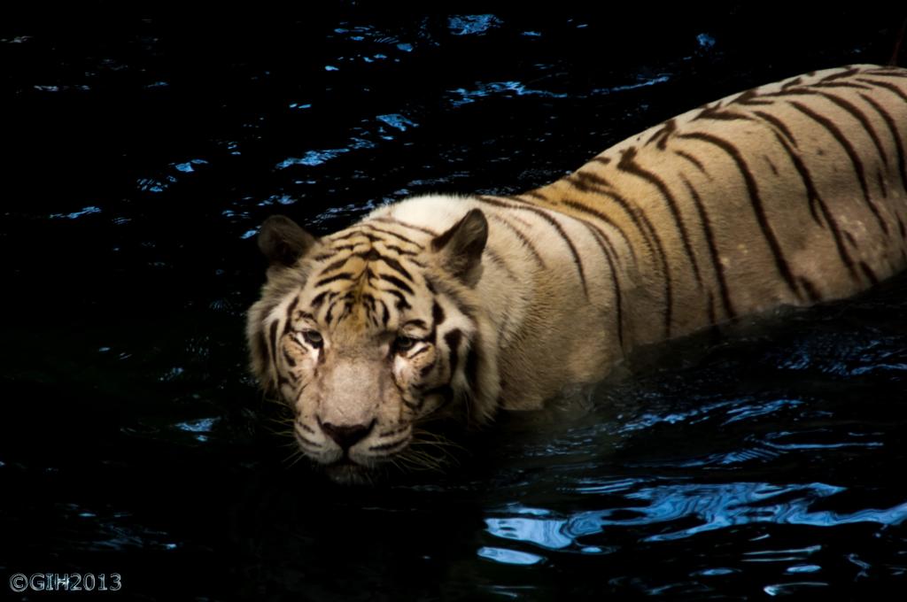 棕色的老虎在水中高清壁纸