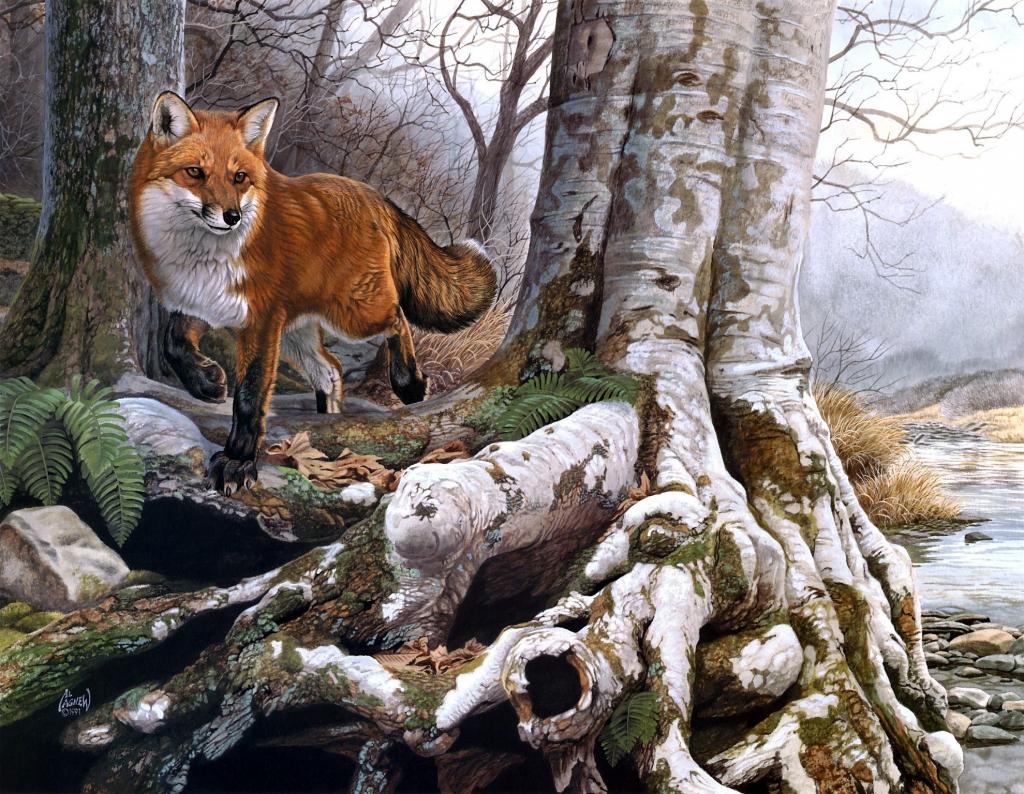红色,绘画,溪流,河流,野生,狐狸,秋天,森林,阿尔阿格纽
