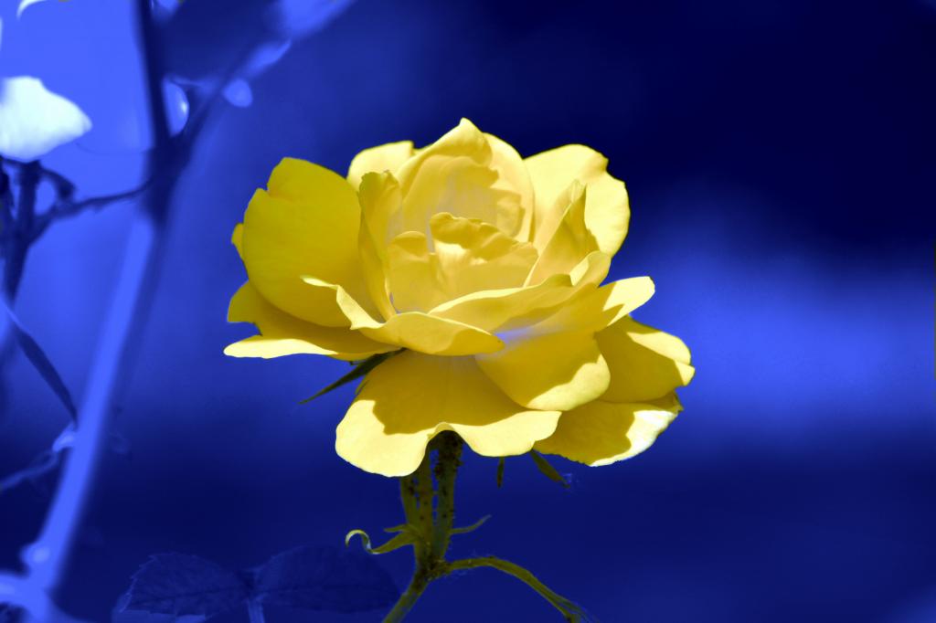 选择性摄影的黄色玫瑰花朵与蓝色背景高清壁纸