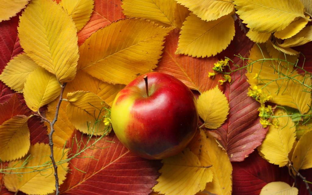 苹果,秋天,叶子
