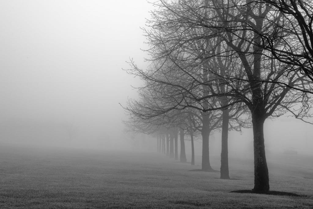 在白天高清壁纸覆盖着雾的树木的行