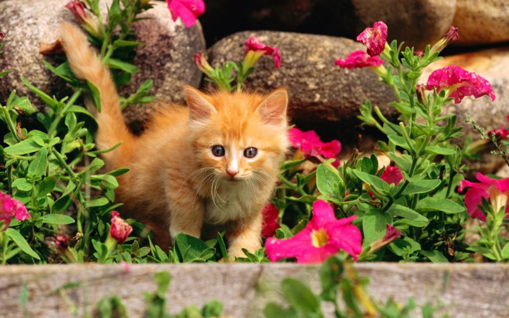 猫,鲜花,猫,小猫,小猫,红,Kote,猫,草,石头,猫