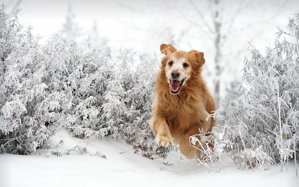狗,每个,冬天