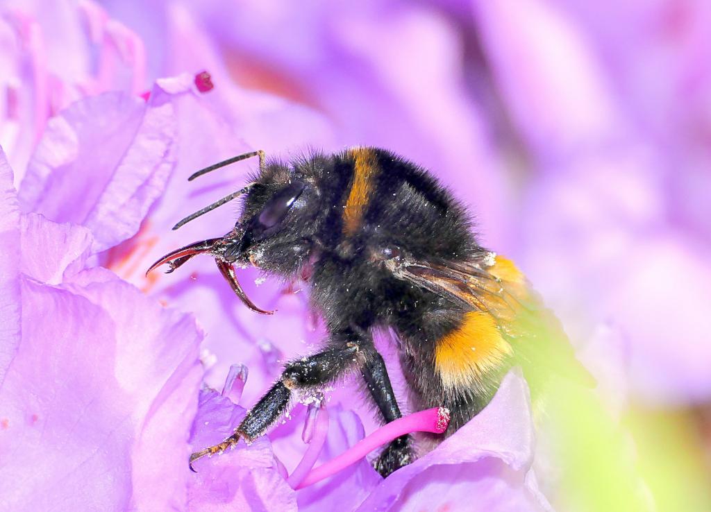 蜜蜂在紫色的宏观照片pallled花,bombus terrestris高清壁纸
