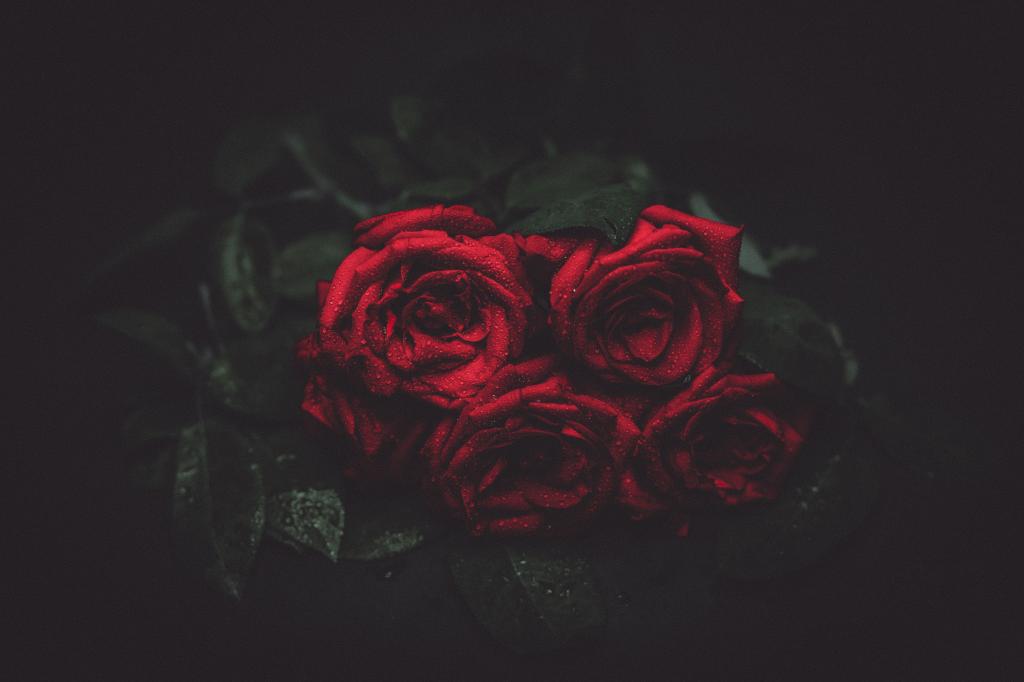 四个红玫瑰高清壁纸