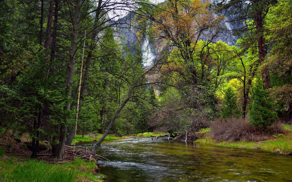 绿色的植物和树木包围的河,优胜美地国家公园高清壁纸
