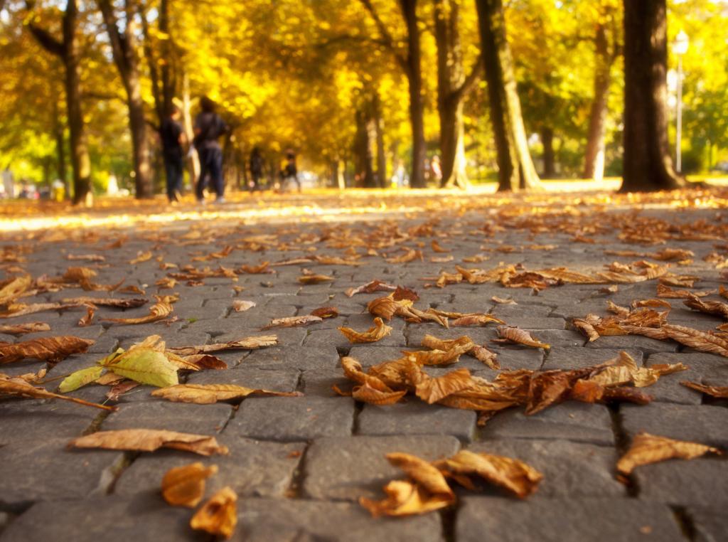 公园,公园,自然,步行,树,叶子,秋天,秋天,叶子,颜色,秋天,树,走,路,性质