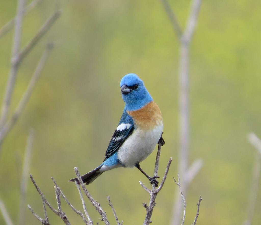 蓝色和白色的鸟栖息在树枝上白天,lazuli彩旗高清壁纸