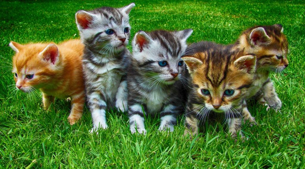 三个橙色和两个白色的平纹小猫的照片高清壁纸