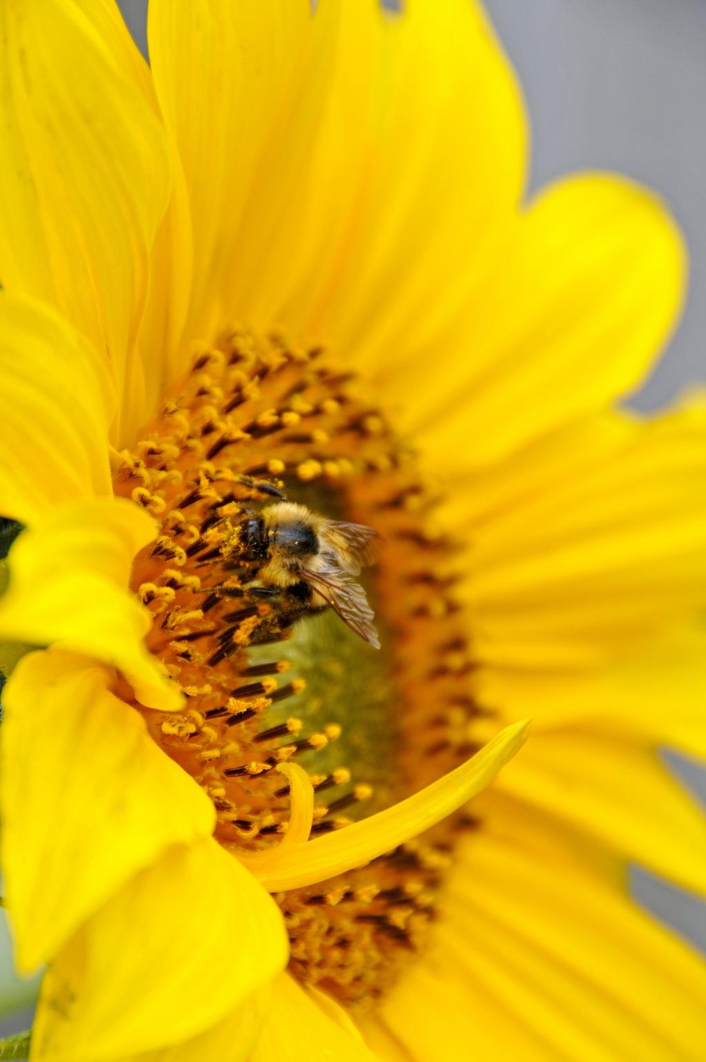 大黄蜂的黄色向日葵高清壁纸浅焦点摄影