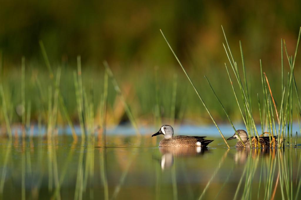 两个野鸭的选择性焦点照片在水的身体与草高清壁纸