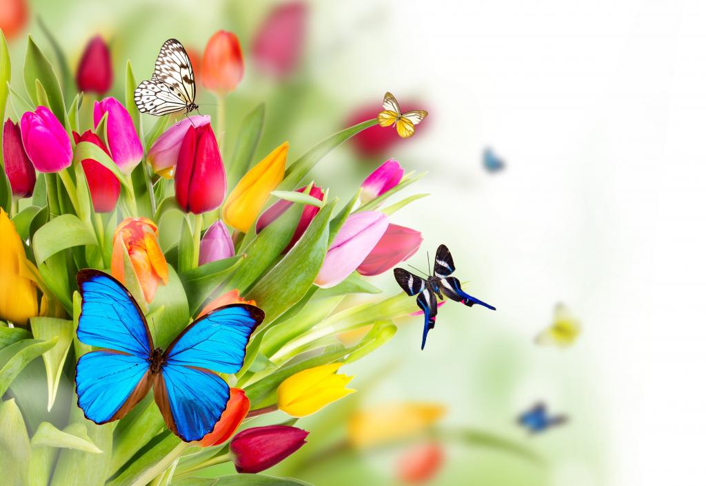 鲜花,郁金香,蝴蝶,春天