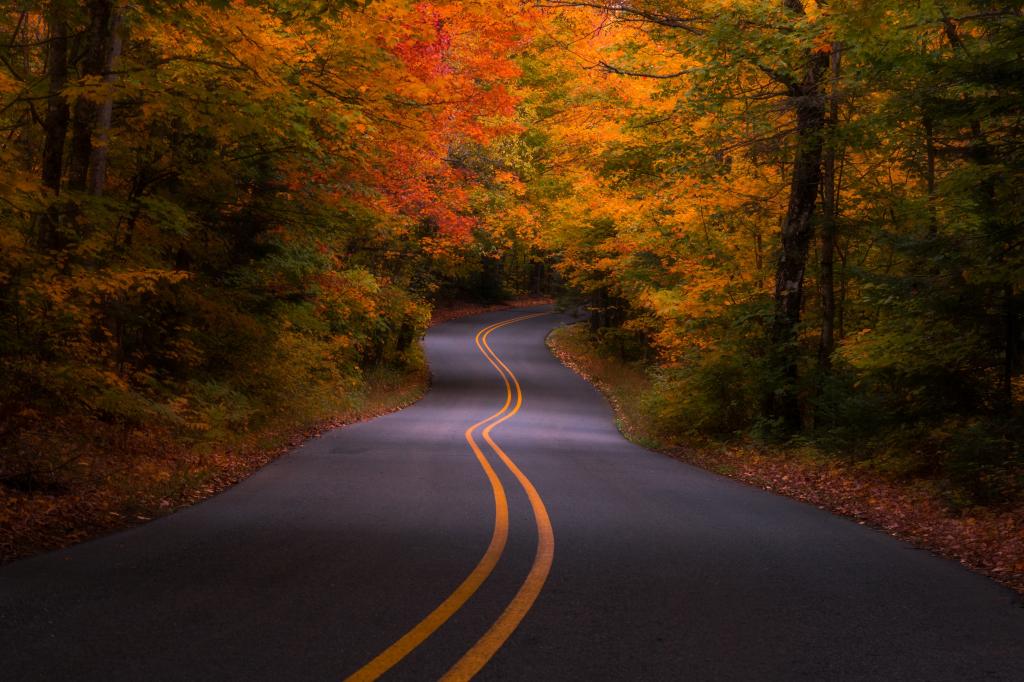 密歇根州,道路,树木,秋天,森林,美国