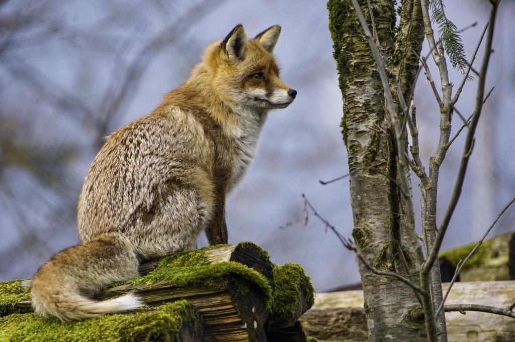 米色和棕色的狐狸坐在日志附近的树上,泼妇高清壁纸