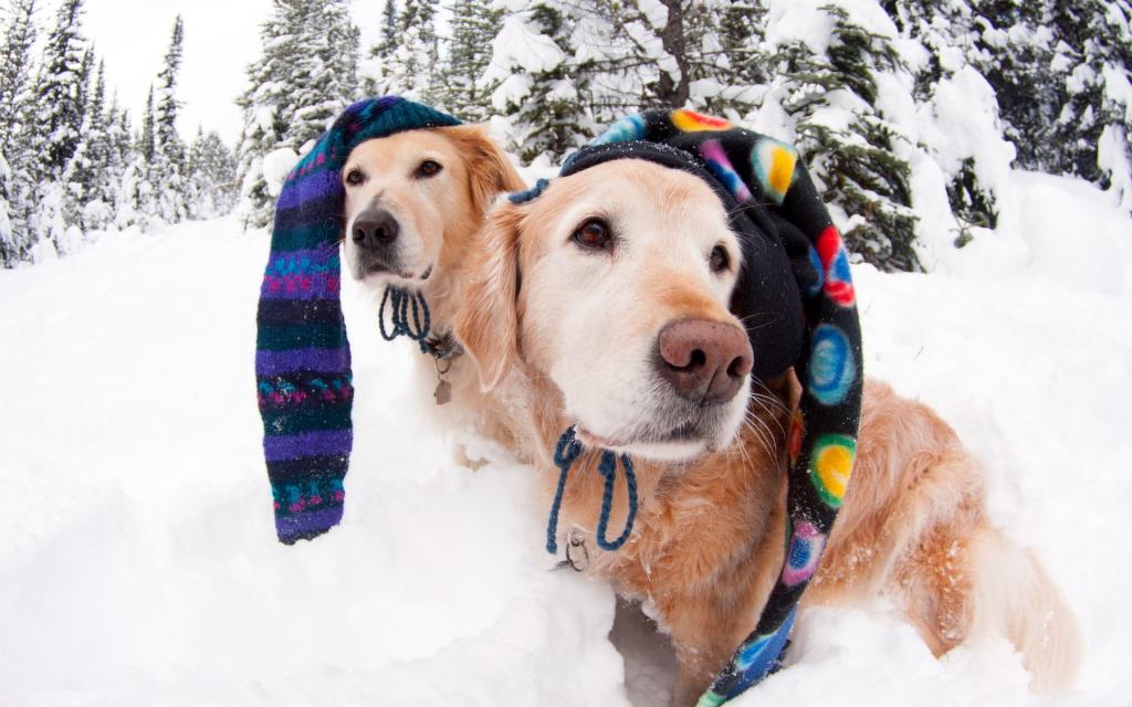 帽子,狗,冬天