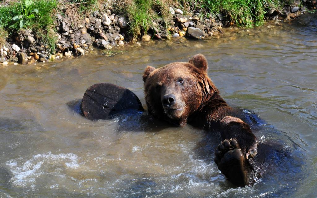 熊,湿,沐浴,爪子,池塘,熊