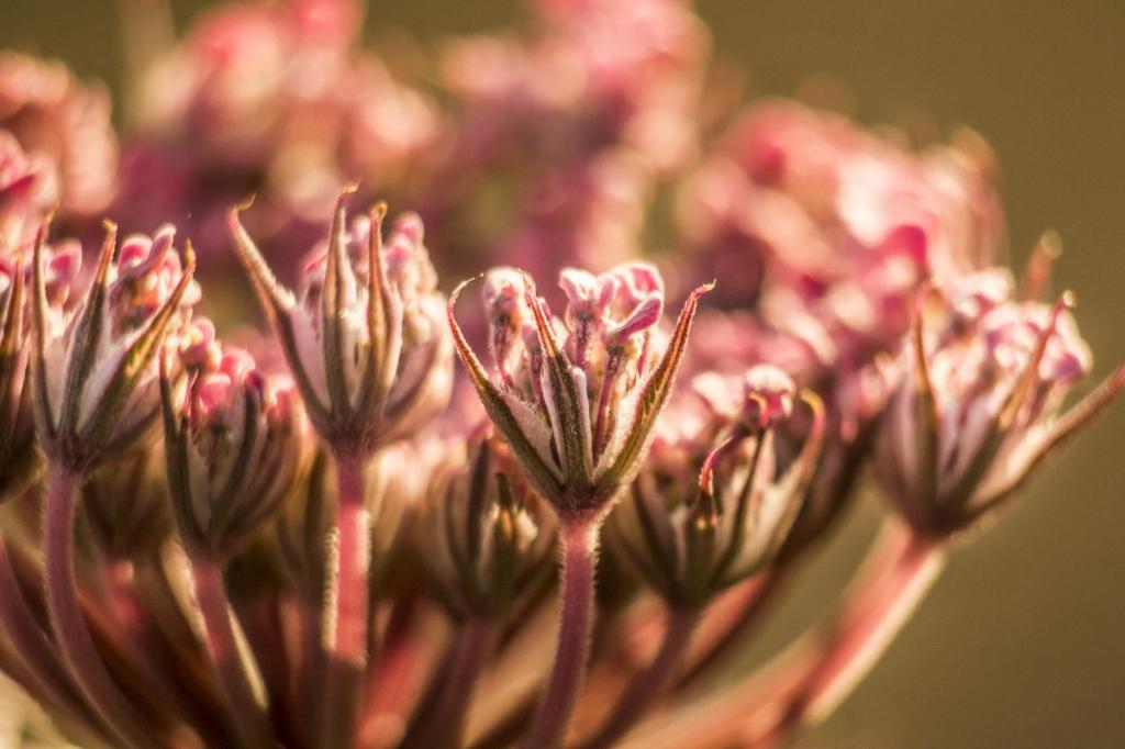 粉红色的花朵高清壁纸选择性焦点摄影