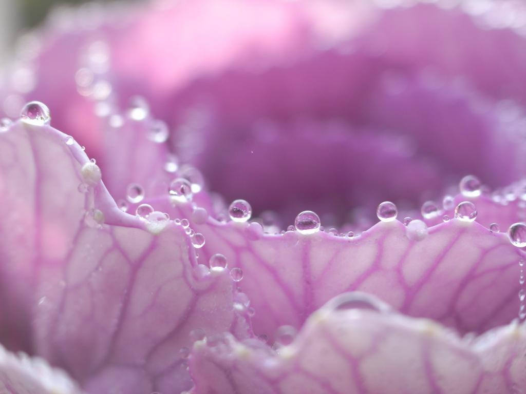 关闭紫色petaled花的照片用水下降HD墙纸